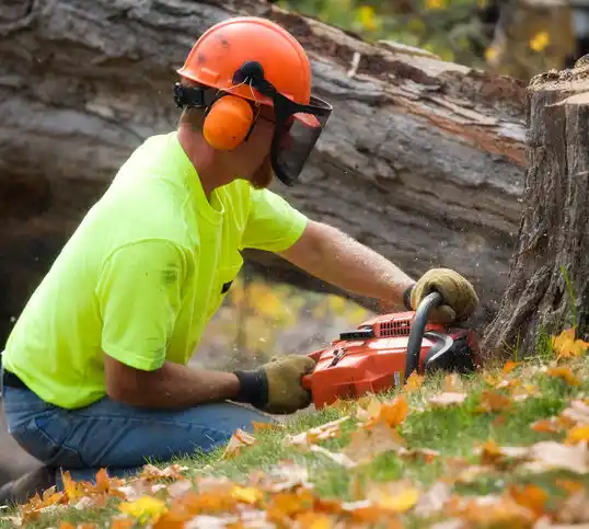 tree services Lido Beach